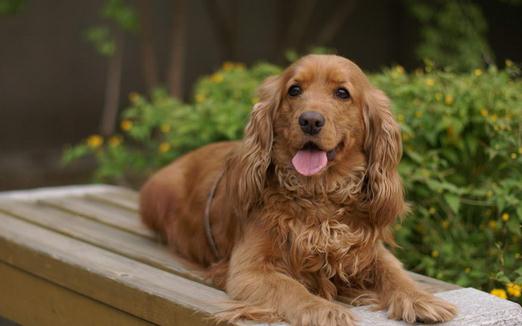 可卡犬多少钱一条？可卡犬怎么训练？